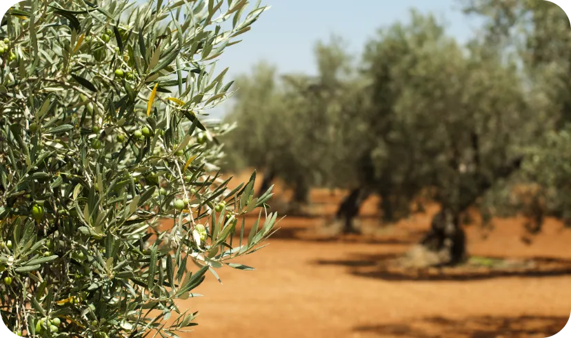 Il Cilento Il Cilento