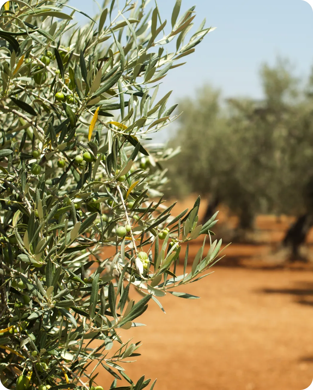 Glamping esperienziale tra gli ulivi Glamping esperienziale tra gli ulivi